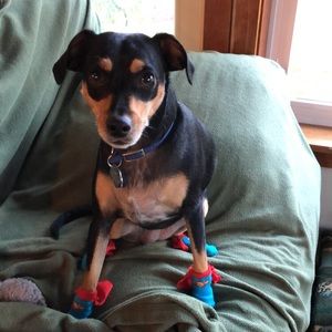 Meet your Posher, Gracie